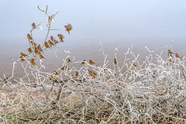 Passarinhos Pardal Sentado Curvado Inverno Parque Nos Ramos — Fotografia de Stock