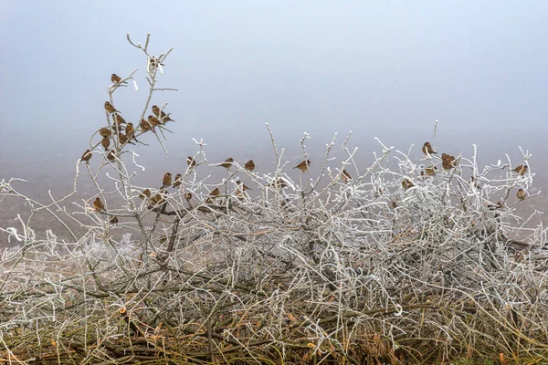 Passarinhos Pardal Sentado Curvado Inverno Parque Nos Ramos — Fotografia de Stock