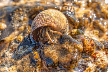 Deniz kabuğu fotograflı münzevi yengeç.