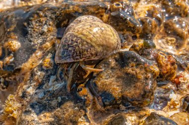 Deniz kabuğu fotograflı münzevi yengeç.