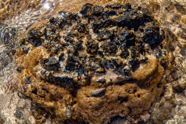 Sahildeki taşların üzerinde deniz çakıl taşları renklendirilmiş granit. Deniz kenarındaki kayanın küçük kabuğunu kapatın.