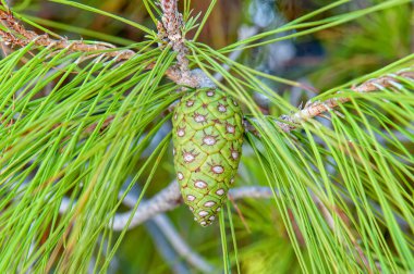 Çam ağacı ve kozalaklar makroda