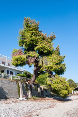 Halkidiki, Greece - September 03,2019: A beautiful Greek beach on the Aegean Sea in Halkidiki. Private house and private beach.