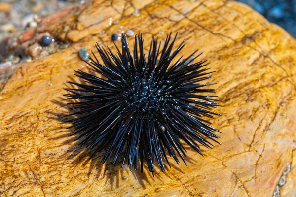 Black sea urchin on the stone on a sea shore