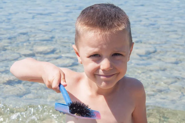 Lindo Niño Sosteniendo Erizo Mar Playa —  Fotos de Stock