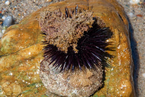 Black sea urchin on the stone on a sea shore