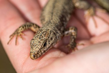 Bir çocuğun elinde bir kertenkele