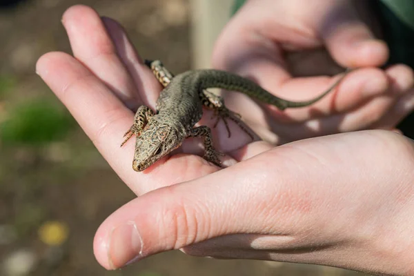 Lagarto Mão Uma Criança — Fotografia de Stock