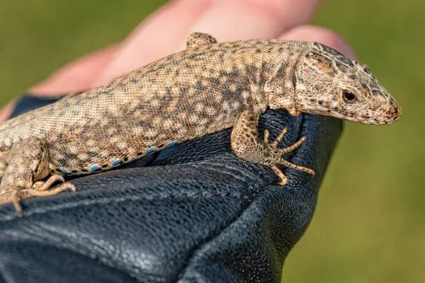 Lagarto Mano Con Guante Cuero — Foto de Stock