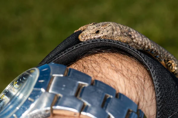 Lagarto Mão Com Luva Couro — Fotografia de Stock