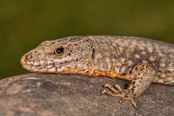 Lagarto Una Rama Árbol — Foto de Stock