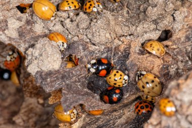 Lots of ladybugs on a wooden bench. Macro shot of swarming ladybugs clipart