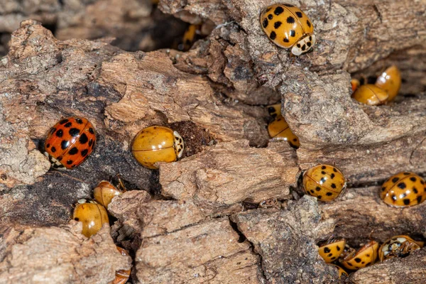 Lots Ladybugs Wooden Bench Macro Shot Swarming Ladybugs — Stock Photo, Image
