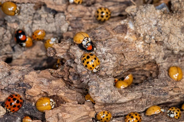 Lots Ladybugs Wooden Bench Macro Shot Swarming Ladybugs — Stock Photo, Image