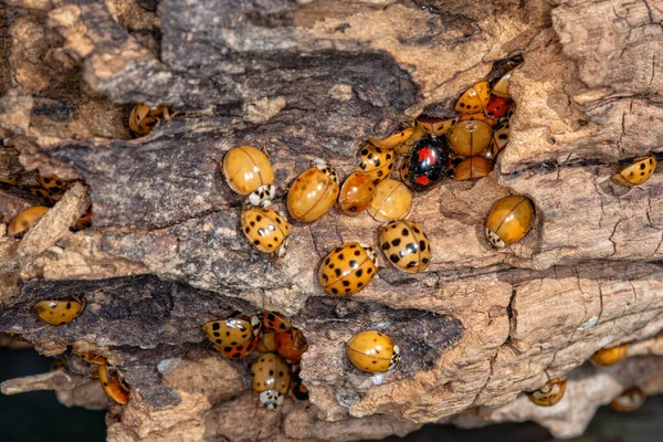 Lots Ladybugs Wooden Bench Macro Shot Swarming Ladybugs — Stock Photo, Image