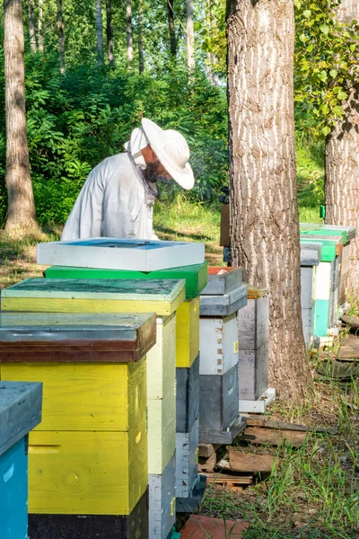 Apicultor Trabajo Apicultor Salva Las Abejas —  Fotos de Stock