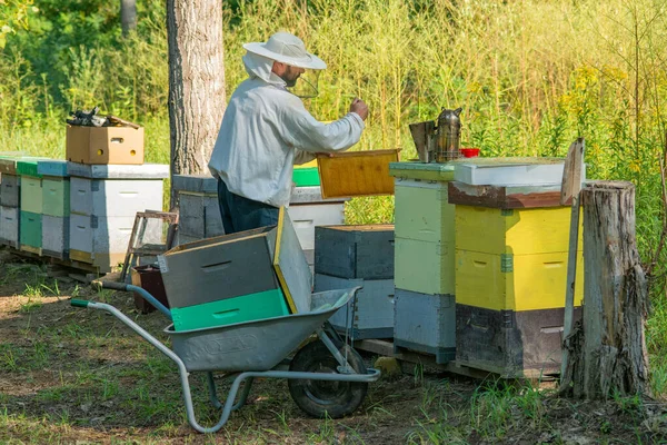 Apicultor Trabajo Apicultor Salva Las Abejas —  Fotos de Stock