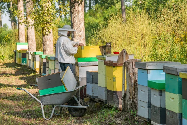 Apicultor Trabajo Apicultor Salva Las Abejas —  Fotos de Stock