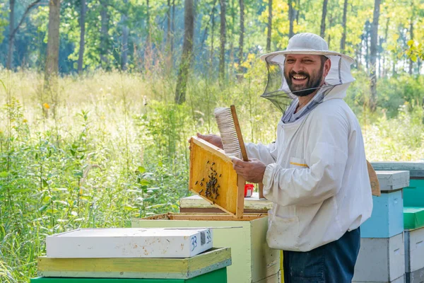 Apicultor Trabajo Apicultor Salva Las Abejas —  Fotos de Stock