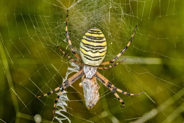 Black Yellow Stripe Argiope Bruennichi Wasp Spider Web — Stock Photo, Image