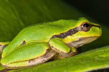 Yapraktaki yeşil kurbağa. Bir kurbağa bir bitkinin içine saklanır.
