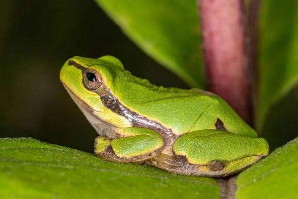 Grüner Frosch Auf Blatt Ein Frosch Versteckt Sich Einer Pflanze — Stockfoto