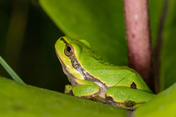 Sapo Verde Folha Sapo Esconde Uma Planta — Fotografia de Stock