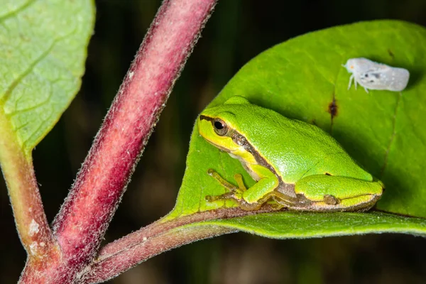 Green frog on leaf. A frog hides in a plant