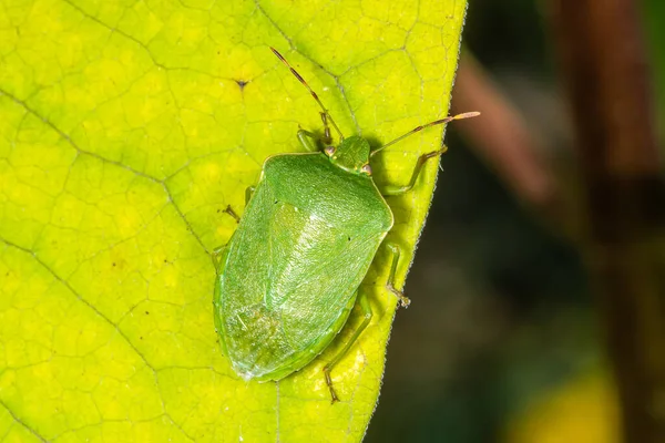 Bogue Puante Verte Camouflée Sur Une Feuille — Photo