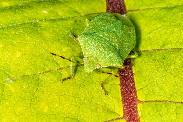 Bug Fedor Verde Camuflado Uma Folha — Fotografia de Stock