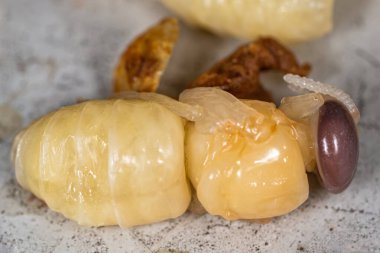 Ölü İHA. Ölü bir arı erkek..