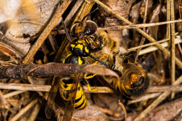 ハチやワップと戦うことです 蜂を捕まえよう 蜂を殺すのを阻止する — ストック写真