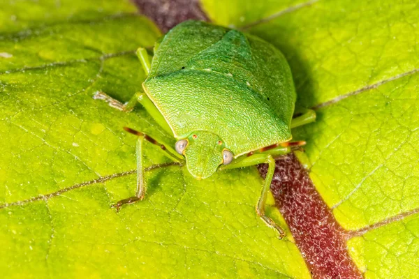 Bug Fedor Verde Camuflado Uma Folha — Fotografia de Stock