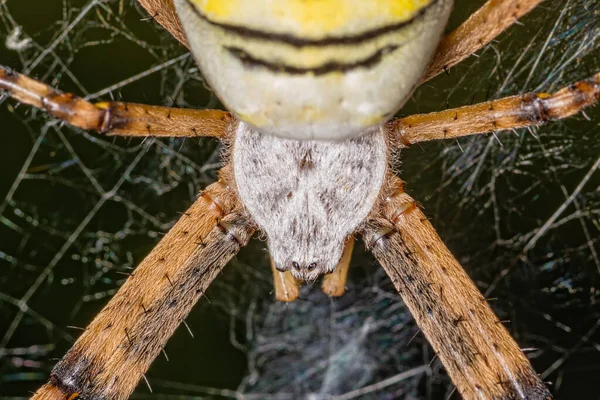 Extreme Makrofotografie Schwarz Gelber Streifen Argiope Bruennichi Wespenspinne Netz — Stockfoto