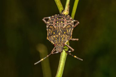 Stink bug in the nature. Brown Marmorated Stink Bugs will be back with a vengeance this fall clipart