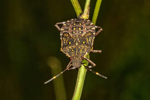 Doğada pis kokulu böcek. Kahverengi Marmorated Stink Bugs bu sonbaharda intikamla geri dönecek.