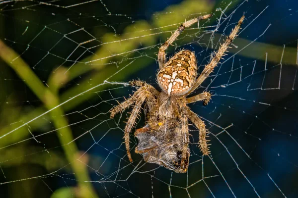 Ristihämähäkki Hämähäkkilajia Araneus Diadematus Kutsutaan Yleisesti Eurooppalaiseksi Puutarhahämähäkiksi Hämähäkki Pitelee — kuvapankkivalokuva