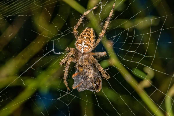 クロスパイダー クモ種Araneus Diadematusは一般的にヨーロッパの庭のクモと呼ばれている クモは獲物を — ストック写真