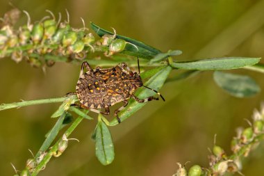 Doğada pis kokulu böcek. Kahverengi Marmorated Stink Bugs bu sonbaharda intikamla geri dönecek.