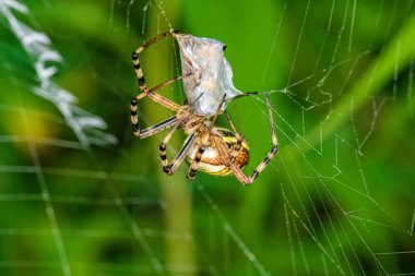 Yaban arısı örümceği (Argiope bruennichi) ağda avıyla birlikte. Siyah ve sarı çizgili Argiope bruennichi eşek arısı ağı