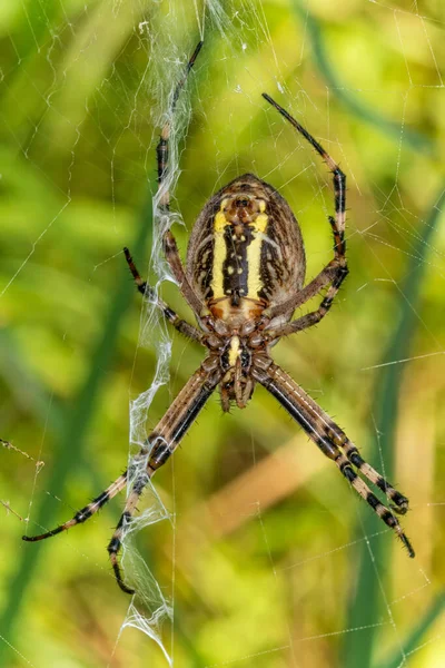 Чёрно Жёлтая Полоса Argiope Bruennichi Wasp Spider Web — стоковое фото