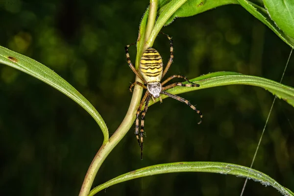Černý Žlutý Pruh Argiope Bruennichi Vosa Pavouk Listu — Stock fotografie