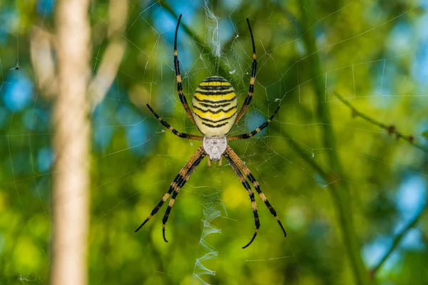 黒と黄色のストライプArgiope Brenichi Wspスパイダーオンウェブ — ストック写真