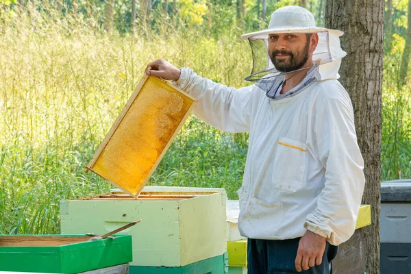 Apicultor Trabajo Apicultor Salva Las Abejas —  Fotos de Stock