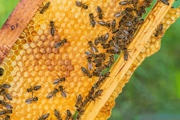 Montón Abejas Panal — Foto de Stock