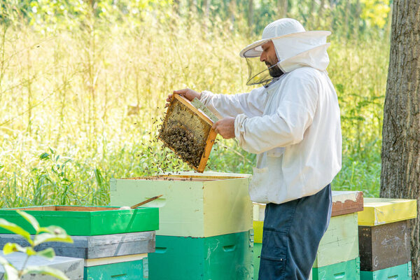 Beekeeper at Work. The beekeeper saves the bees.