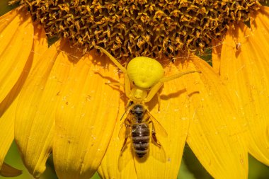 Yellow crab spider caught the bee on the sunflower. The spider hunts the bee clipart