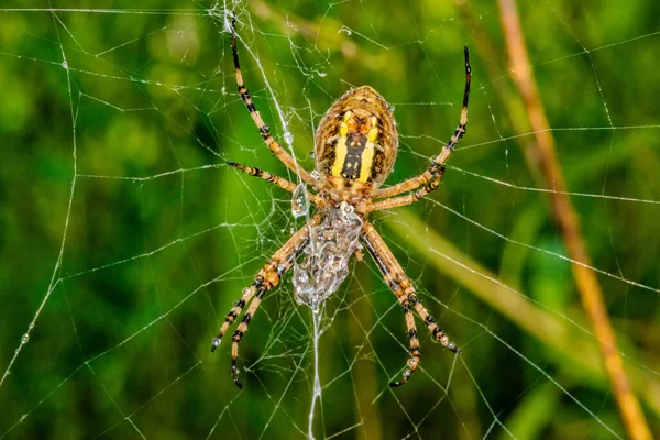 Gele Zwarte Spin Regenbui Een Spin Bedekt Met Druppels Water — Stockfoto