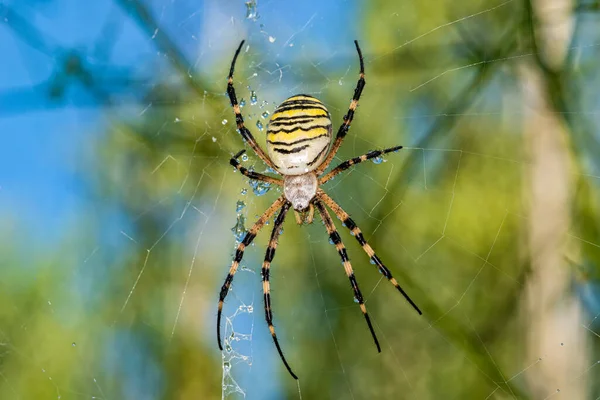 Ragno Nero Giallo Dopo Doccia Pioggia Ragno Coperto Gocce Acqua — Foto Stock