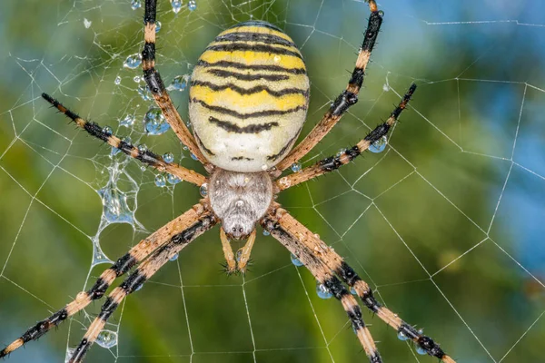 Жовтий Чорний Павук Після Дощу Павук Вкритий Краплями Води — стокове фото